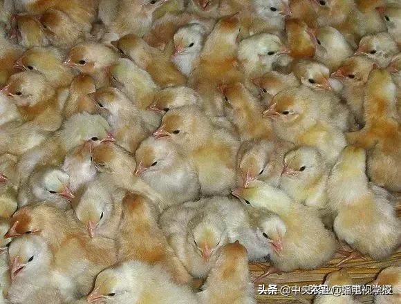 肉鸡怎样养殖（养殖肉鸡养殖经验七要点总结）