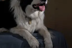 世界上最聪明的狗狗图片