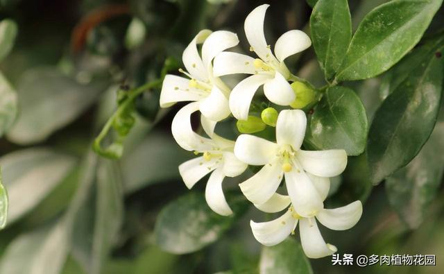 九里香这样养护株姿优美，枝叶秀丽