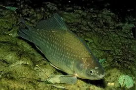 明明有鱼跳跃，却始终没鱼咬钩！而老渔翁都是这么破解的图片