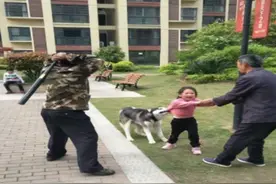 哈士奇咬住小女孩不放  男子持棍打狗引发热议图片
