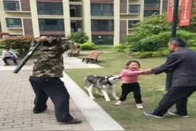哈士奇咬住小女孩不放  男子持棍打狗引发热议图片