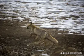 甘肃武威：野生狐狸 农场觅食图片