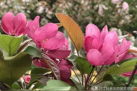 却道海棠依旧图片