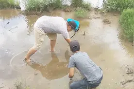 一帮小伙子去摸田螺，有人喊怕摸到水蛭，有人怕摸到蛇，太搞笑了视频封面