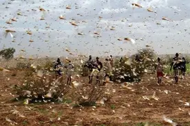 南美蝗灾侵袭巴西阿根廷，吃饭问题再次提上议程，中国早已出手图片