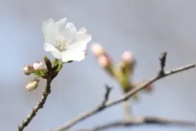花开了！武大邀请抗疫医护人员共赴“樱花之约”图片