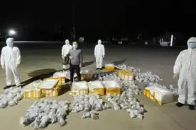 客车暗藏“猫腻”私运513株活体珊瑚被查图片