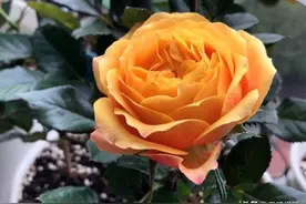 法国丹麦中国日本月季玫瑰蔷薇，鲜花切花插花中的美丽，你爱哪种图片