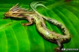 传说中龙的孩子，12年繁衍一次，寿命能达百年，却因“懒”而出名图片