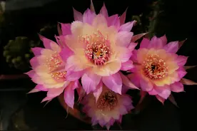 五月养一种仙人球，天一热就开花，花朵又美又香，养护也不难图片