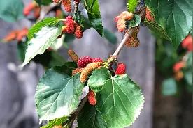 桑葚熟了，泡酒正当时，滋补又好喝，配方和做法教给你，收藏了图片