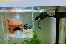 迷你鹦鹉鱼打架怎么办图片