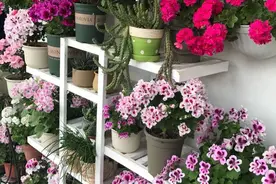 74岁老奶奶种天竺葵，一盆卖3块老桩卖30，别人转手卖100图片