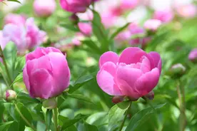 【泾川文旅】千亩芍药花海—愿春光不负 珍重人间好时节图片