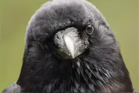 乌鸦有多记仇？记住仇人五年不忘，印度男子因误会被“报复”三年图片