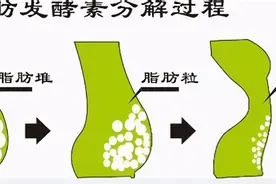 对于脂肪你了解多少？脂肪真的是发胖的罪魁祸首吗？且看我说图片