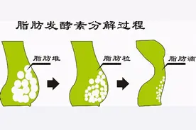 对于脂肪你了解多少？脂肪真的是发胖的罪魁祸首吗？且看我说图片