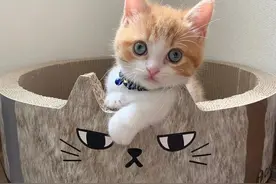 “翻脸不认猫”？交配后，母猫为何会转头攻击公猫？图片