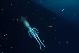 OceanX科学家在红海853米处，发现巨型神秘生物，体长超人类身高图片