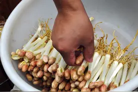 蔬菜特写：花生芽图片