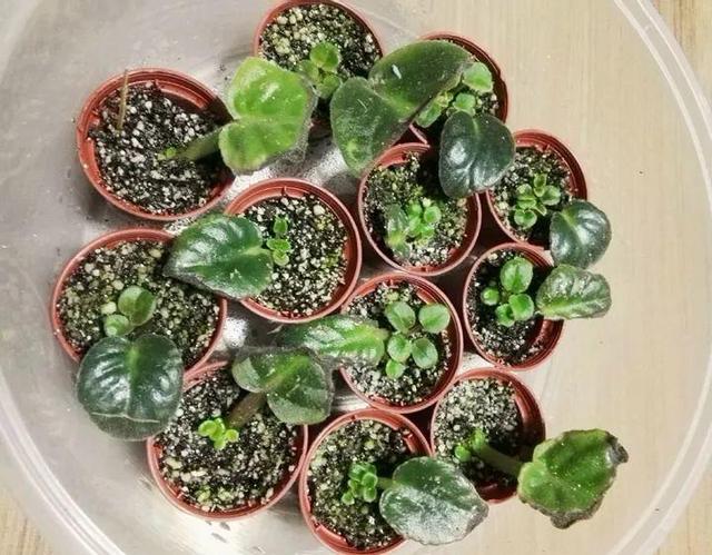 贝拉小蜜蜂草本身体乳