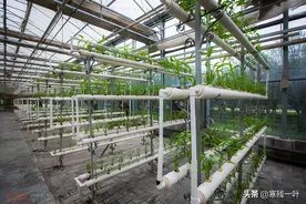 厉害了！陕西杨凌现代农业示范园，蔬菜种在半空中，种菜都不用泥图片