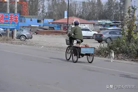 89岁老人与狗狗为伴，两次险些丧命，看爱犬小虎咋救的主人图片