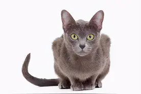 猫咪母鸡蹲等于传腹前兆？别急，看完这篇再说图片