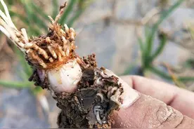 治蒜蛆、韭蛆并没有那么难，记住此方案，只用一遍药就能解决问题图片