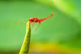 小荷才露尖尖角，早有蜻蜓立上头图片