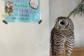 西方人喜欢猫头鹰，说它是益鸟，但是猫头鹰在中国古代被称为夜枭图片