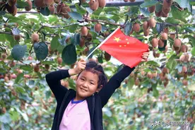 喜迎国庆，猕园采摘忙，周至广济镇师高村瑞玉猕猴桃树下笑声甜图片