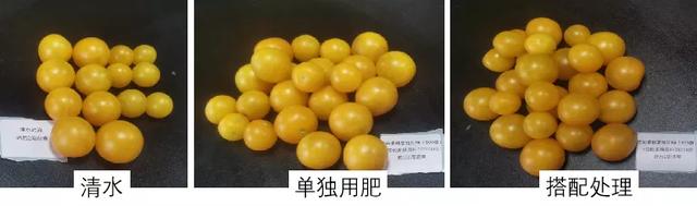 冲施必备，一步到位！这款冲施好搭档，绝对让你效果翻倍