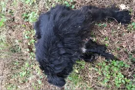 狗用棍子测量木匠身高，木匠悄悄跟去，发现黑狗在给自己挖坑图片