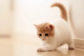 “猫有九条命的说法”，在今天终于得到了证实图片