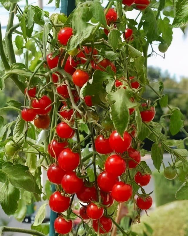 在阳台种这9种水果，结果又快又多，随吃随摘，新鲜、健康又省钱