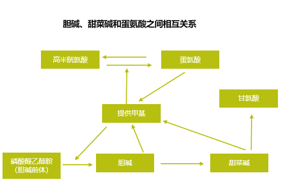 维生素营养与动物健康（二）