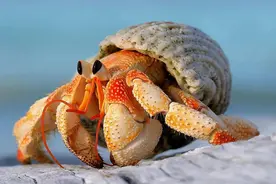 陆生寄居蟹如何饲养？一些适合学生党新手的小建议图片