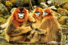 金丝猴的交配制度，母猴婚外交配别有目的图片