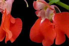 凤仙花叶子卷边干枯图片