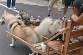 哈士奇拉车接小主人放学，全校同学羡慕哭了图片