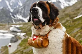 雪山上的搜救员——圣伯纳犬图片