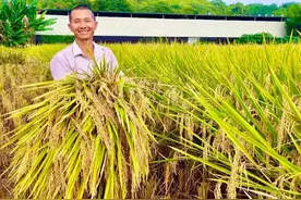 杂交稻中浙优8号，优质高产好稻米，抗性好收益稳图片