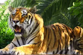 圈养的老虎，为什么不能喂食猪肉呢？难道老虎不喜欢吃猪肉？图片