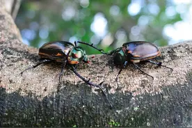 浙江惊现阳彩臂金龟，1982年就已灭绝，这种甲虫有多珍贵？图片