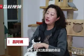 爱心丨南京阿姨为猫租房救助流浪猫图片