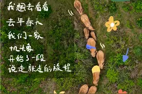 你心心念念的大象，快要回家了！图片