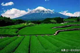 日本农业是如何玩转现代化？3点借鉴，10大玩法图片