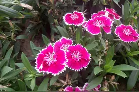 我的奇拍人生：花花世界图片